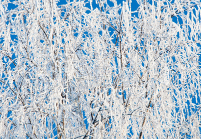 Winter landscape, birch branches covered with frost