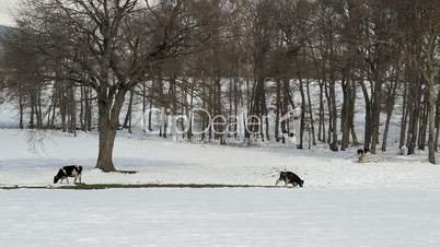 grass between snow five