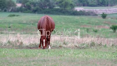 Young horses grazing in the pasture