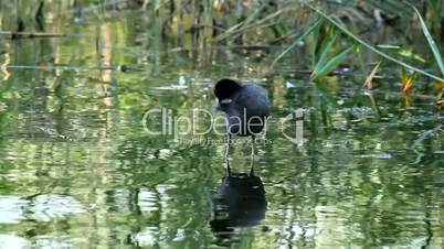 Coot in the water