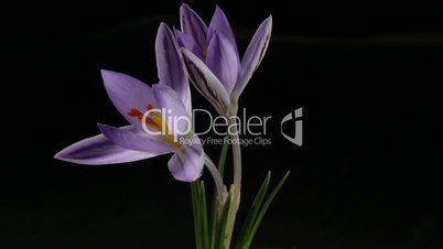 snowdrop crocus saffron Galanthus blossom time lapse