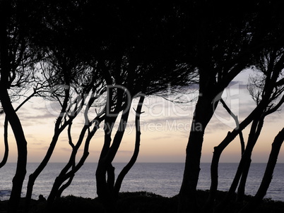 Pinienbäume am Meer