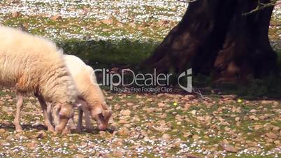 Schafe auf einer Wiese mit Gänseblümchen