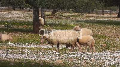 Schafe-Olivenplantage+Gänseblümchen