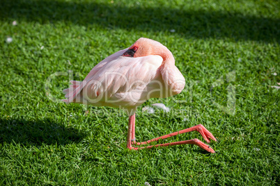 sleeping flamingo