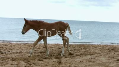 Foal jumping on the beach
