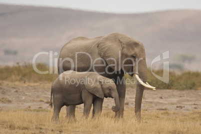 Elephant and its Calf in the Savannah