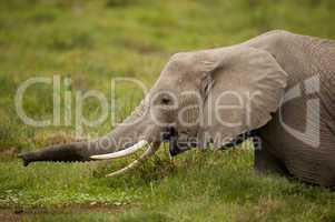 Elephant grazing