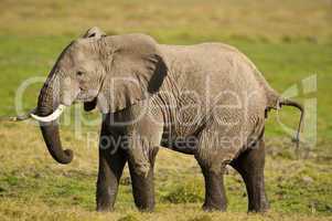 Elephant in the Savannah