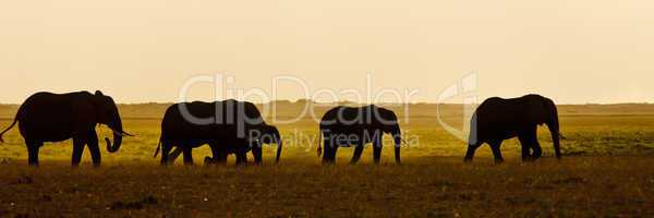 Group of Elephant seens backlit