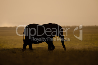 Elephant seen backlit