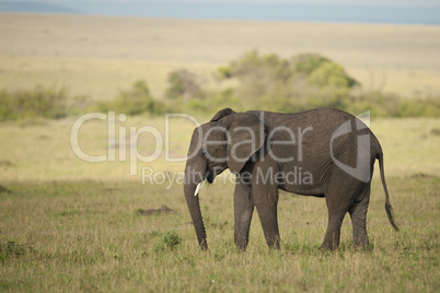 Elephant in the Savannah