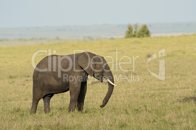 Elephant in the Savannah