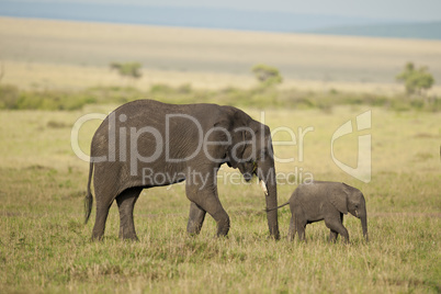 Elephant and its Calf in the Savannah