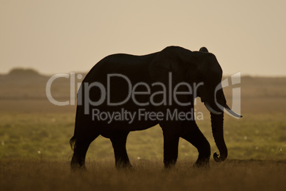 Elephant seen backlit