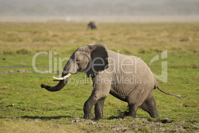 Elephant in the Savannah