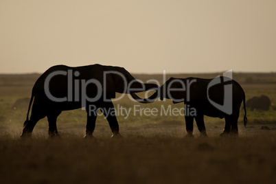 Two Elephants seen Backlit