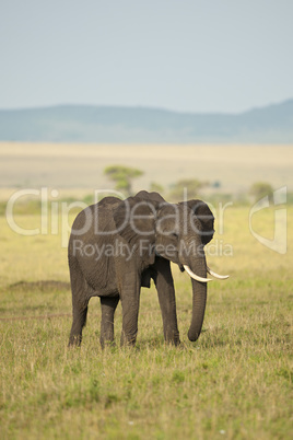 Elephant in the Savannah