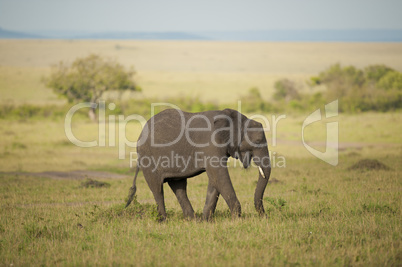 Elephant in the Savannah