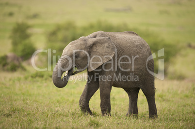 Elephant Calf in the Savannah