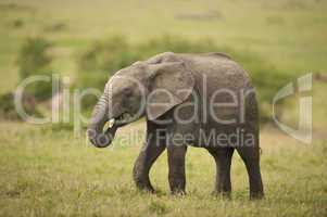 Elephant Calf in the Savannah