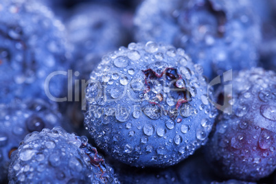 Wet Fresh Blueberries Berries closeup, backdrop