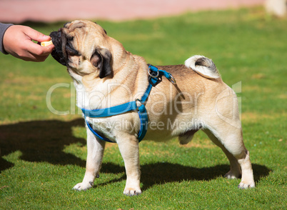 Dog Pug with pleasure eats Banana, on green grass