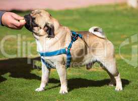 Dog Pug with pleasure eats Banana, on green grass