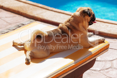 dog pug lying on a lounger in front of the pool