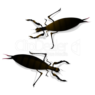 two large insects