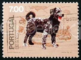 postage stamp portugal 1981 cao de agua, breed of dog from portu