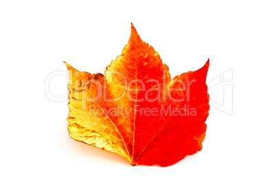 laubblatt im herbst, autumn leaf