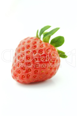 Fresh Strawberry