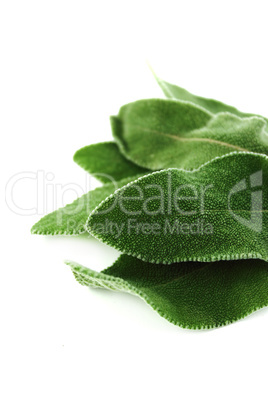 Fresh sage leaves