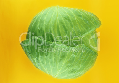 fresh green cabbage