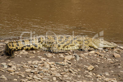 Crocodile near the Mara River