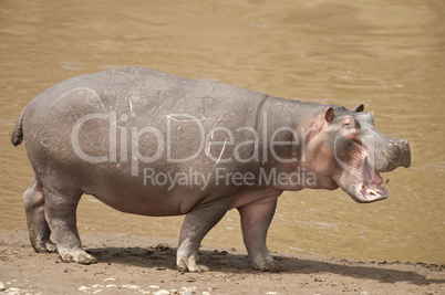 Hippopotamus