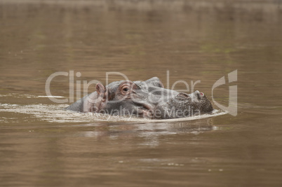 Hippopotamus in the Mara River