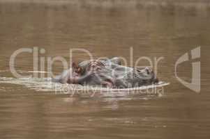 Hippopotamus in the Mara River