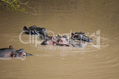 Family of Hippopotamus in the Mara River