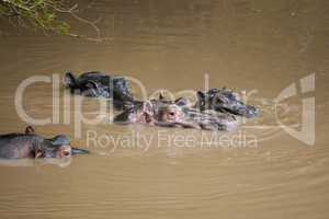 Family of Hippopotamus in the Mara River