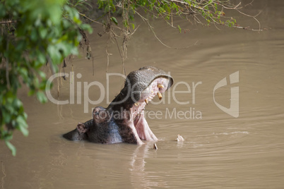 Hippopotamus roaring