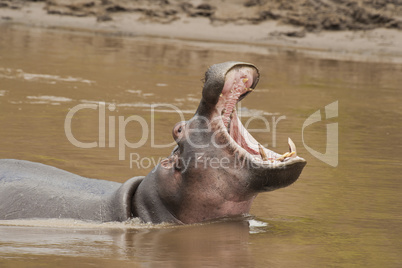 Hippopotamus roaring