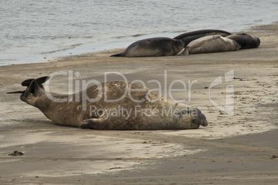 Elephant seal in Ponta Delgada
