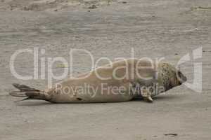 Elephant seal on the  beach