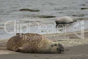 Elephant seal in Ponta Delgada