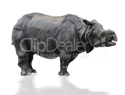 indian  rhinoceros