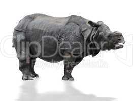 indian  rhinoceros