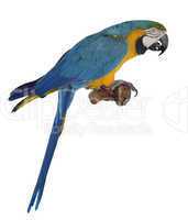 blue parrot