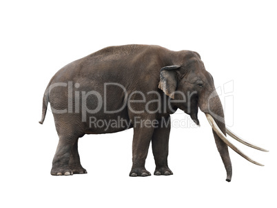 african elephant